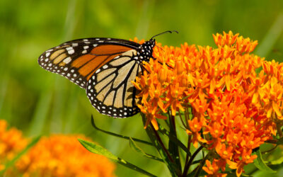 Butterfly Release