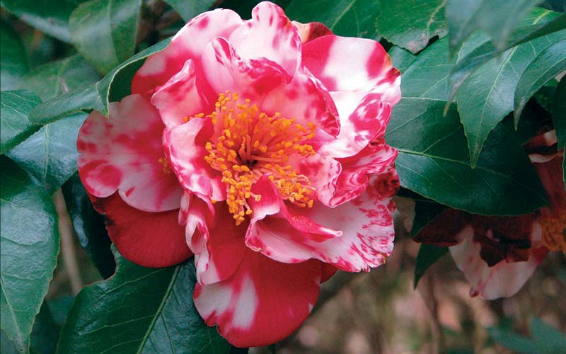 Camellia japonica Miss Charleston home
