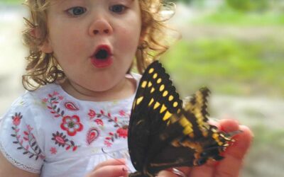 Butterfly Release