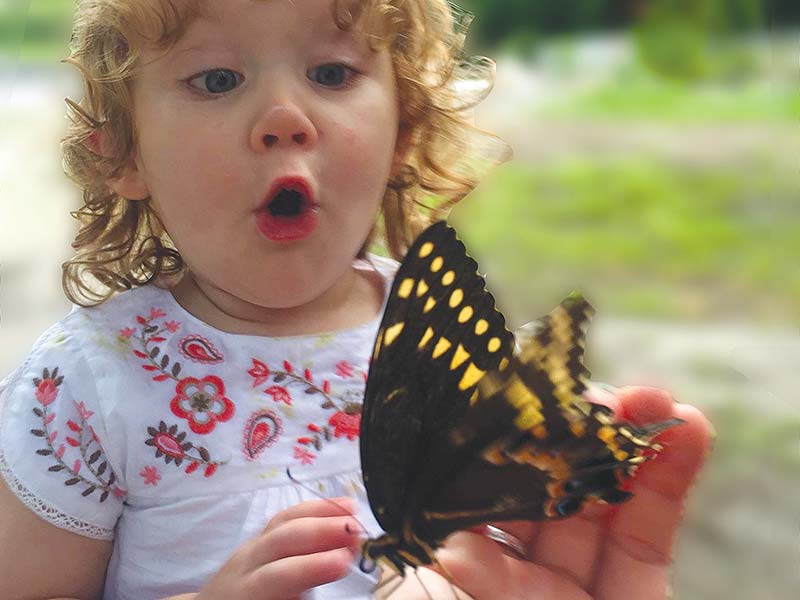 Butterfly Festival Elizabethan Gardens