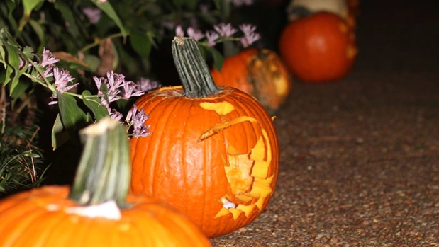 Night of 1587 Pumpkins shines brightly