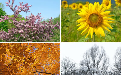 Designing the Four-Season Garden: for beauty and habitat