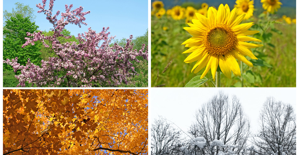 Designing the Four-Season Garden: for beauty and habitat