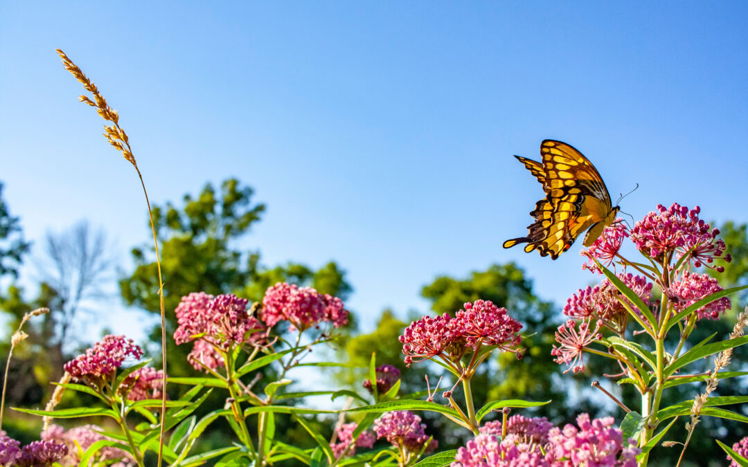 Make a Butterfly Garden