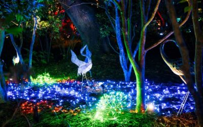 Christmas glows brighter at the Elizabethan Gardens