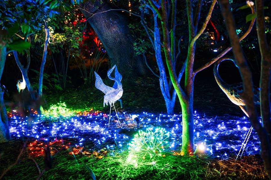Christmas glows brighter at the Elizabethan Gardens