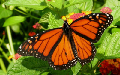 Citizen Science: Monarch Butterfly Tag and Release