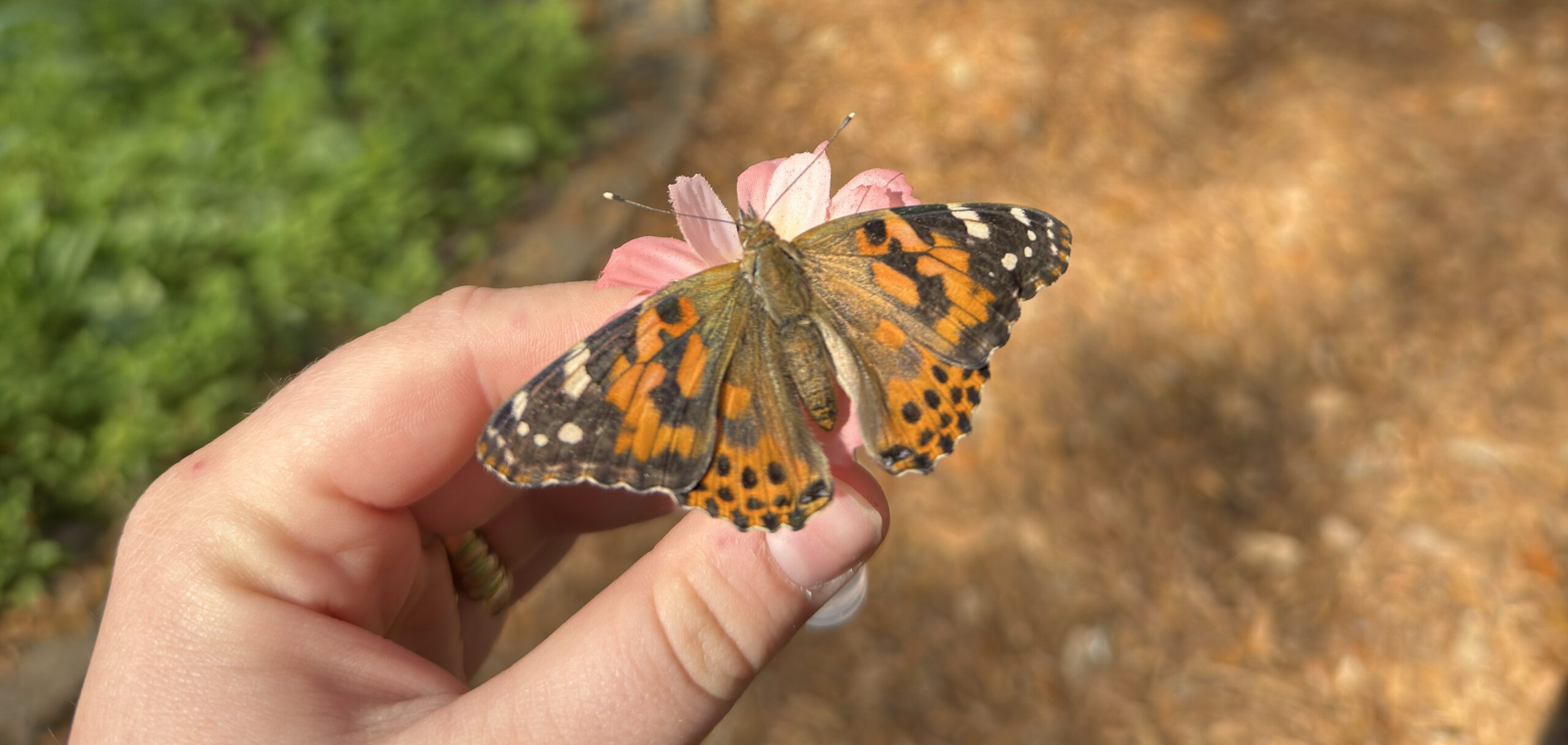 Butterfly Release