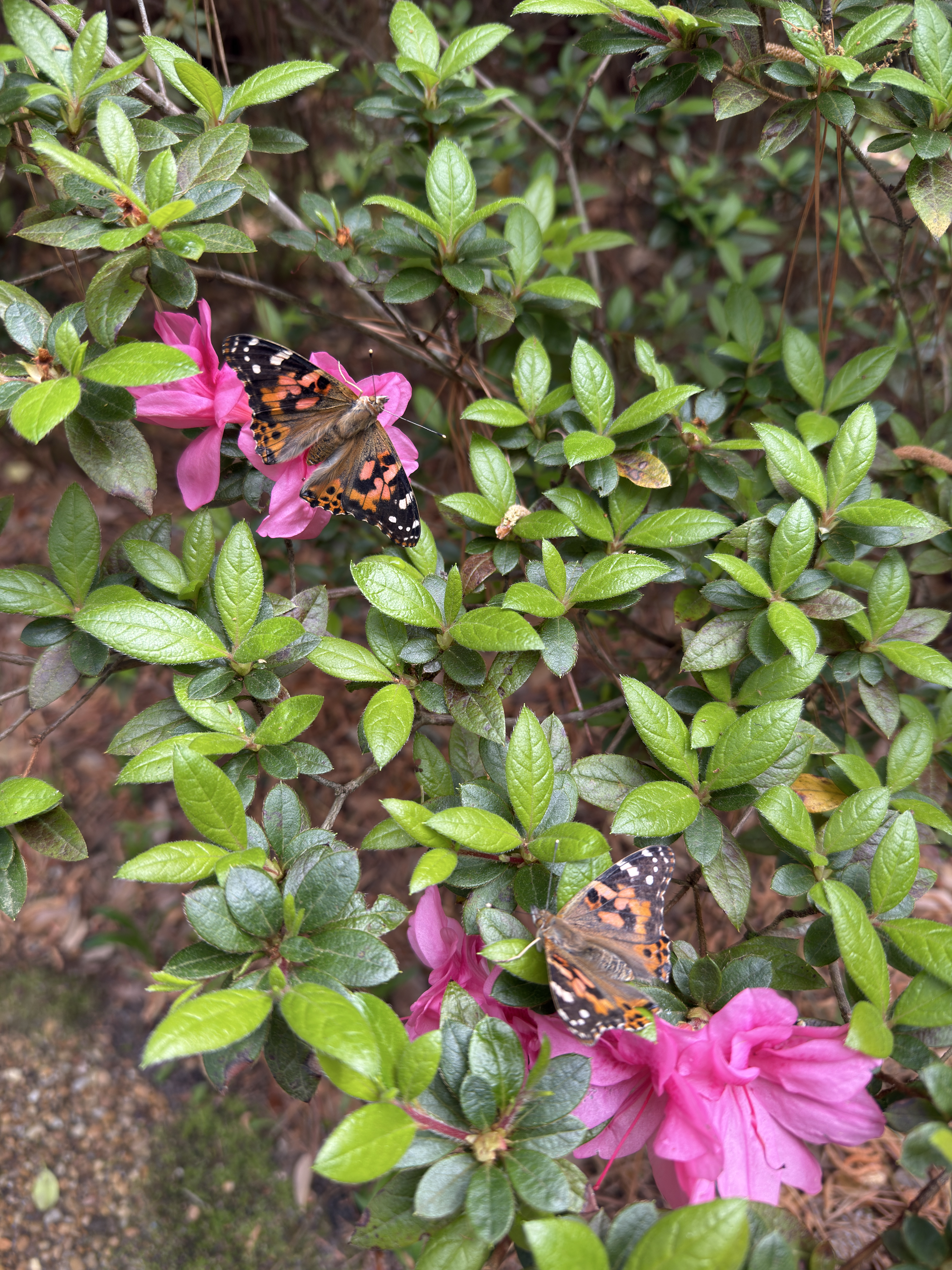 Butterfly Festival Elizabethan Gardens